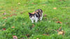 In Zöschen sind derzeit vermehrt   Straßenkatzen wie diese unterwegs. Viele von ihnen sind durch Krankheiten geplagt oder infolge von Inzucht geboren.