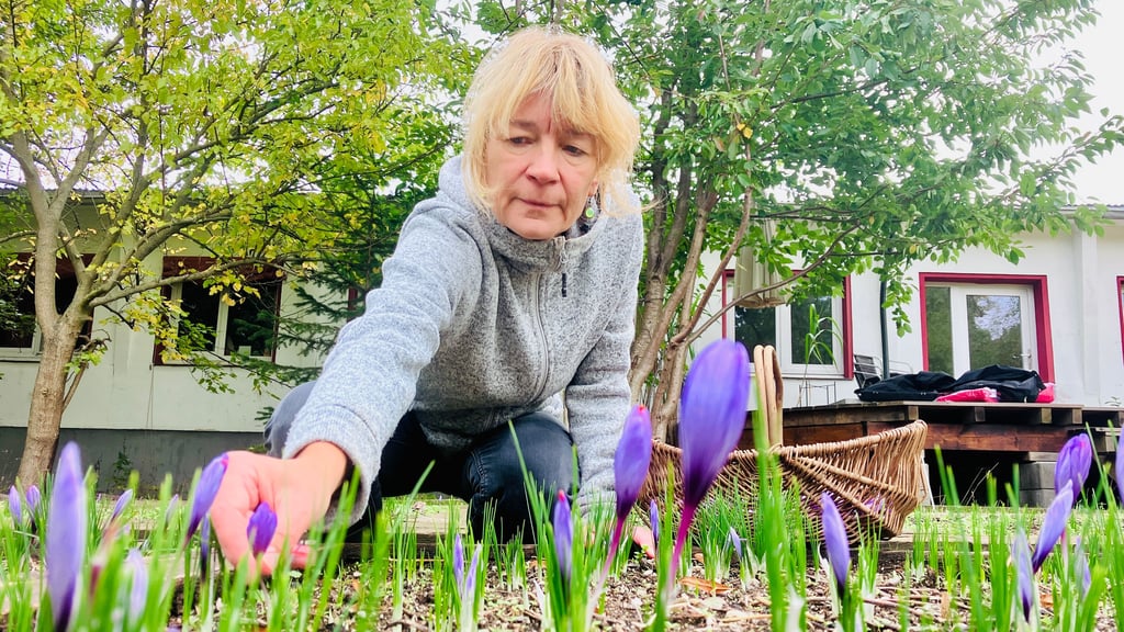 Die Safran-Blüte erstreckt sich über vier Wochen im Herbst. Dann kann Andrea Wagner die Krokusse ernten.