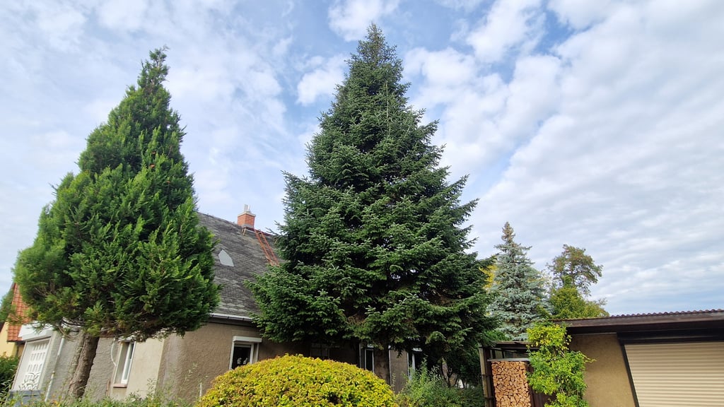 Einer bleibt, einer fällt: Der Baum vorne rechts soll Halles Weihnachtsbaum 2025 werden. Am 12. November soll er gefällt und auf den Marktplatz in Halle gebracht werden.