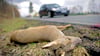 Rehe sind vor allem am Übergang zur Dämmerung aktiv.