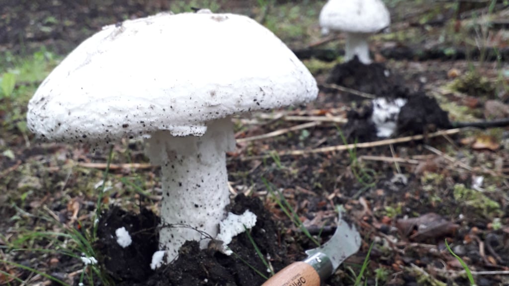 Der fransige Wulstling ist ein essbarer Pilz und hat einen milden Geschmack.
