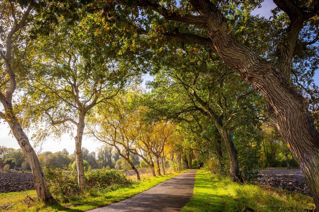Diese Friedhofsallee im ostfriesischen Leybuchtpolder ist die „Allee des Jahres 2025“ (das Bild zeigt nicht das Gewinnerfoto des Wettbewerbs).