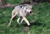 Trotz gewachsener Wolfspopulation sieht Sachsen-Anhalts Landesregierung ein geringes Risiko für Angriffe auf Menschen. 