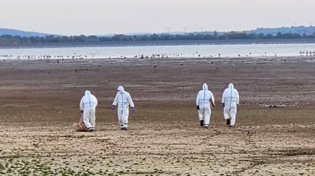 Feuerwehrleute sammeln am Stausee tote Kraniche ein, die an der Vogelgrippe verendet sind.