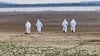 Vogelgrippe-Ausflug am Stausee Kelbra in Sachsen-Anhalt: Feuerwehrleute sammeln am Stausee tote Kraniche ein, die an der Vogelgrippe verendet sind.