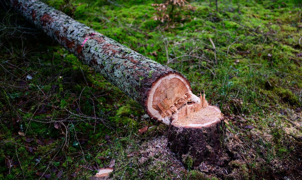 Manche würden die EU-Entwaldungsverordnung gerne zum Fallen bringen. (Symbolbild)
