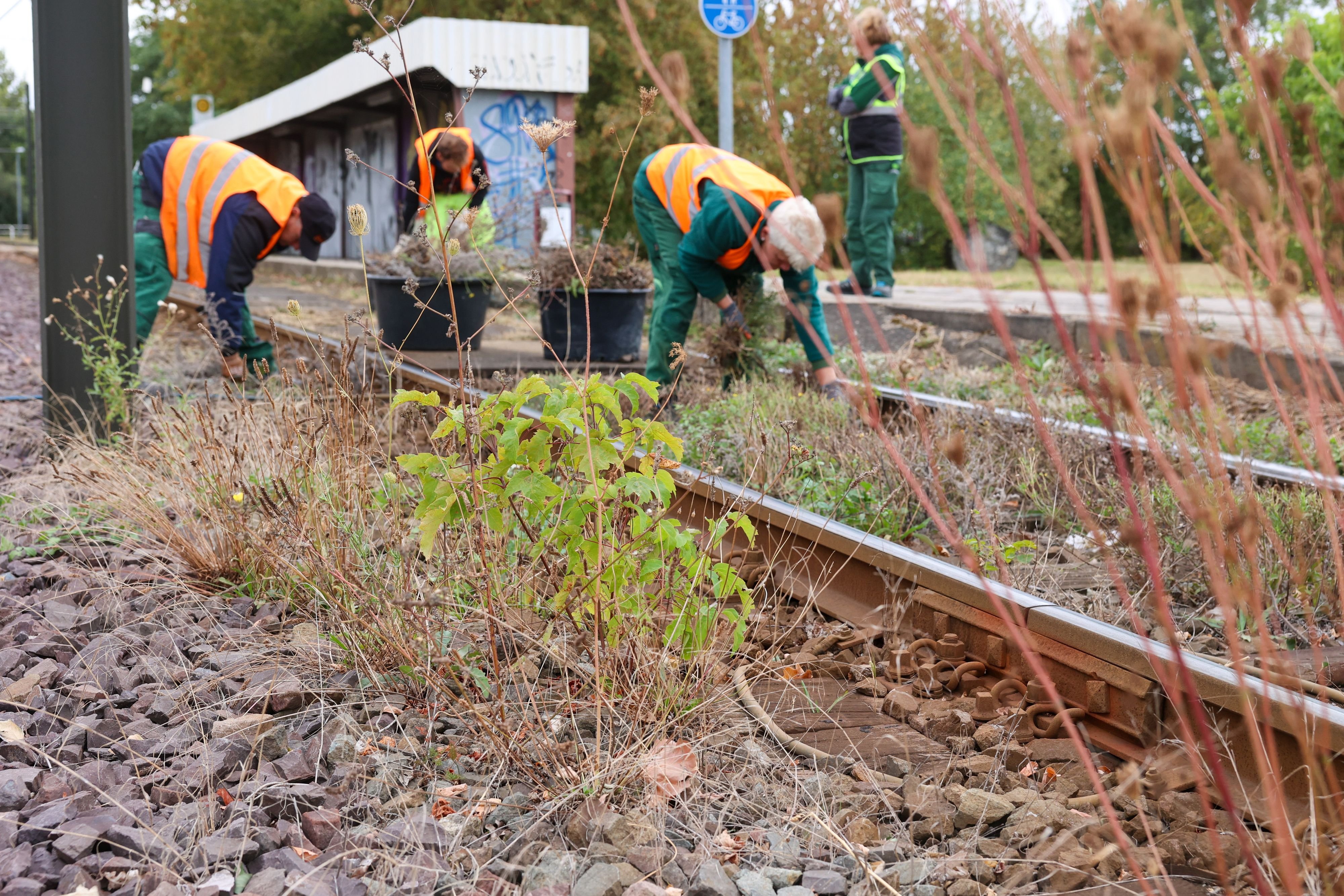 So reagieren Stadt und MVB: Solarstrom aus den Gleisbetten der Magdeburger Verkehrsbetriebe?