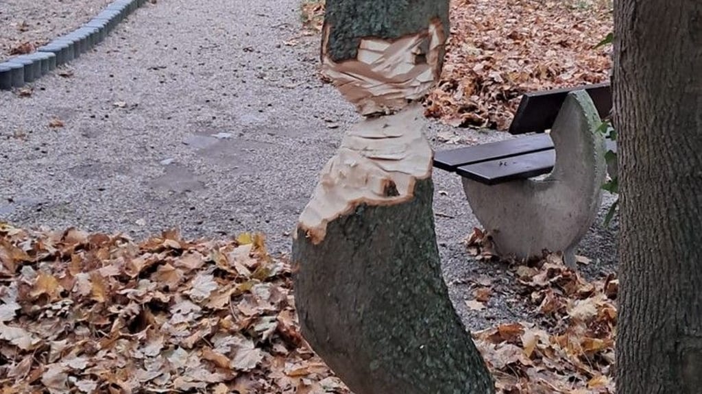 Wer lässt so einen Baum sterben und spielt zudem mit dem Leben von Kindern?