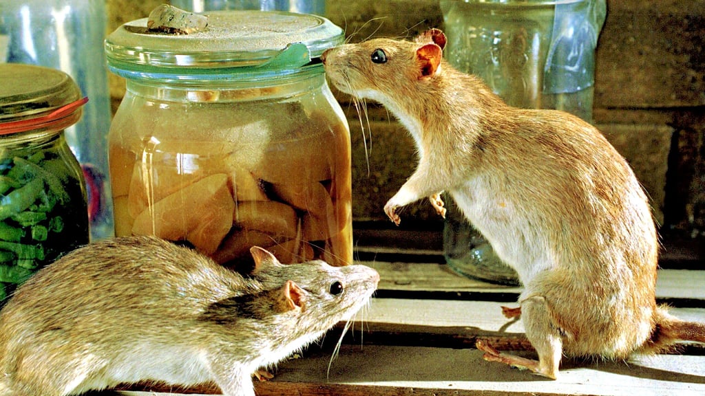 Rat poison ban: Sales to private individuals end in 2026 - | Experts see ...