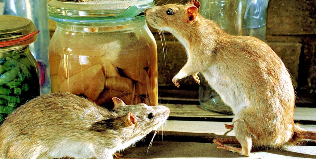 Ab Januar 2026 endet der Verkauf von Rattengift an Privatpersonen. Die Behörden im Altmarkkreis sehen derzeit keine erhöhte Gefahr durch Ratten.