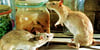 Archivbild zweier im Naturkundemuseum Chemnitz ausgestellter Ratten, die sich im Vorratskeller zu schaffen machen. 