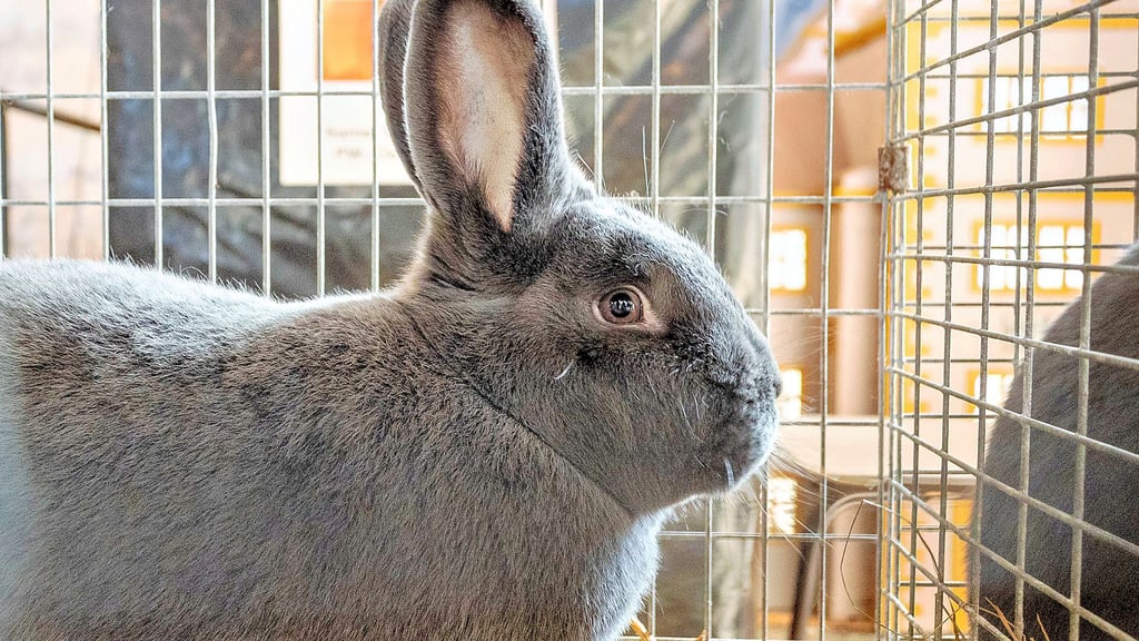 Kaninchen in 18 Rassen und Farbenschlägen zählen zum Zuchtbestand der Annaburger Vereinsmitglieder.