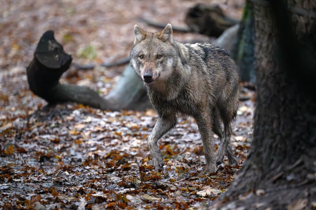 In Niedersachsen lebten zuletzt nach Angaben der Landesjägerschaft 59 Wolfsrudel. (Archivbild)