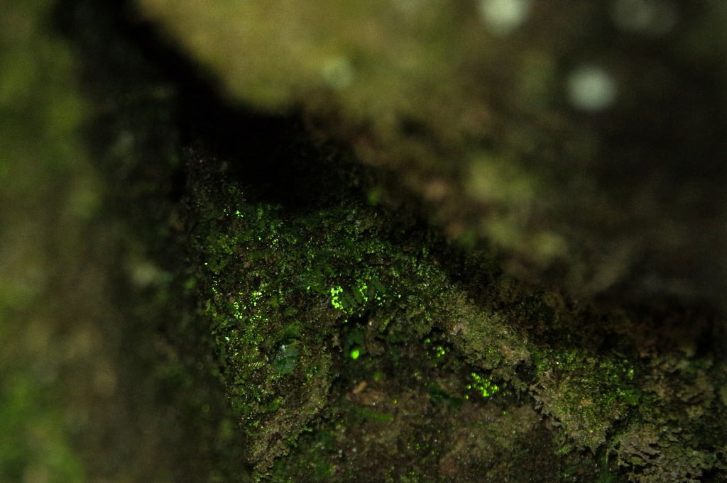 Leuchtmoos erzeugt für sich selbst das für die Photosynthese erforderliche Licht.