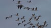 An den Linumer Teichen rasten jedes Jahr tausende Kraniche. Einige hundert Vögel starben nach dem Ausbruch der für Tiere hoch ansteckenden Geflügelpest. (Archivbild)
