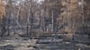 Der Waldbrand in der Gohrischheide zerstörte weite Fläche des Naturschutzgebiets. (Archivbild)