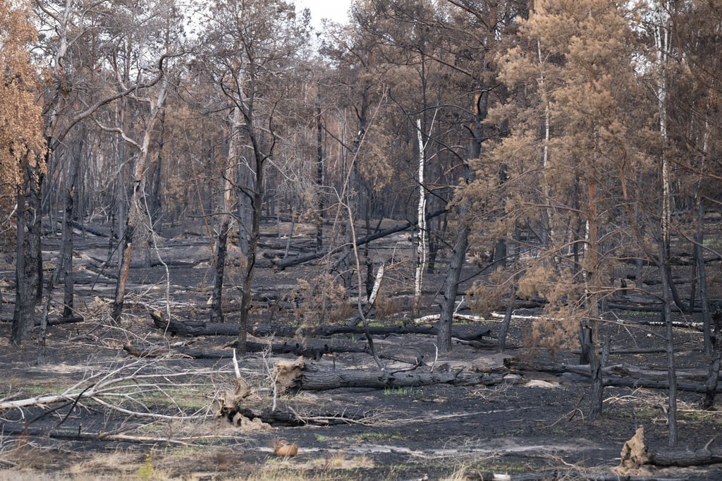 Der Waldbrand in der Gohrischheide zerstörte weite Fläche des Naturschutzgebiets. (Archivbild)