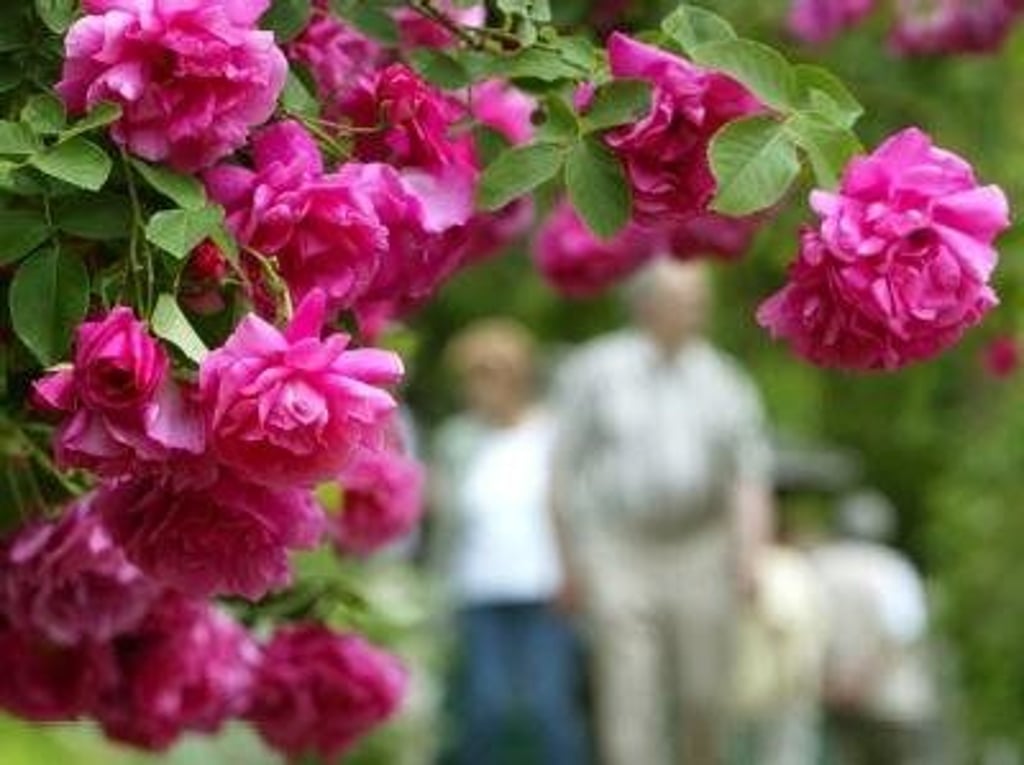 Beet-, Strauch- und Kletterrosen - hier im Europa-Rosarium - sollen schon bald im wiederbelebten Garten am Ballenstedter Schlosstheater blühen.
