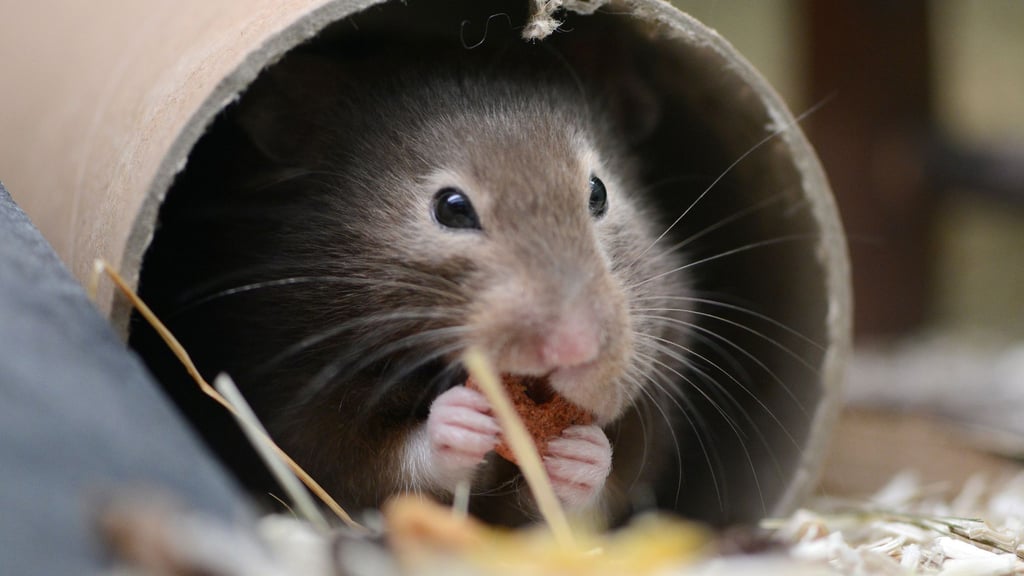 Mit Einstreu und Nistmaterial kann man dem Hamster ein kuscheliges Heim bereiten.