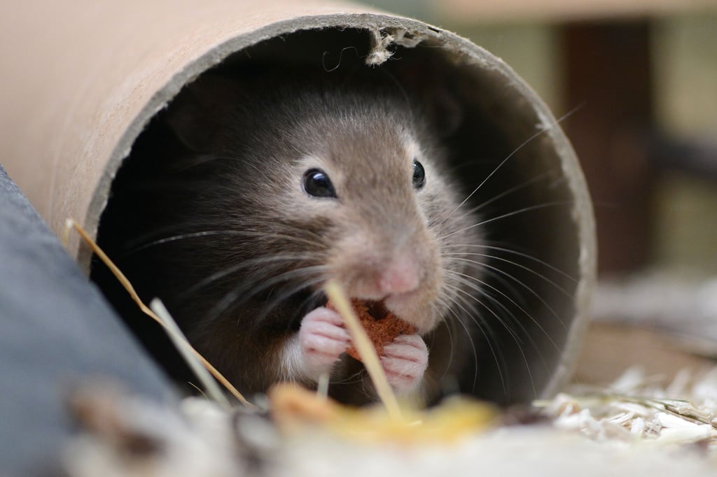 Mit Einstreu und Nistmaterial kann man dem Hamster ein kuscheliges Heim bereiten.