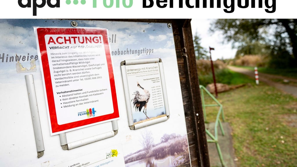 An der Vogelgrippe sind bereits viele Kraniche an den Linumer Teichen bei Fehrbellin (Kreis Ostprignitz-Ruppin) gestorben.