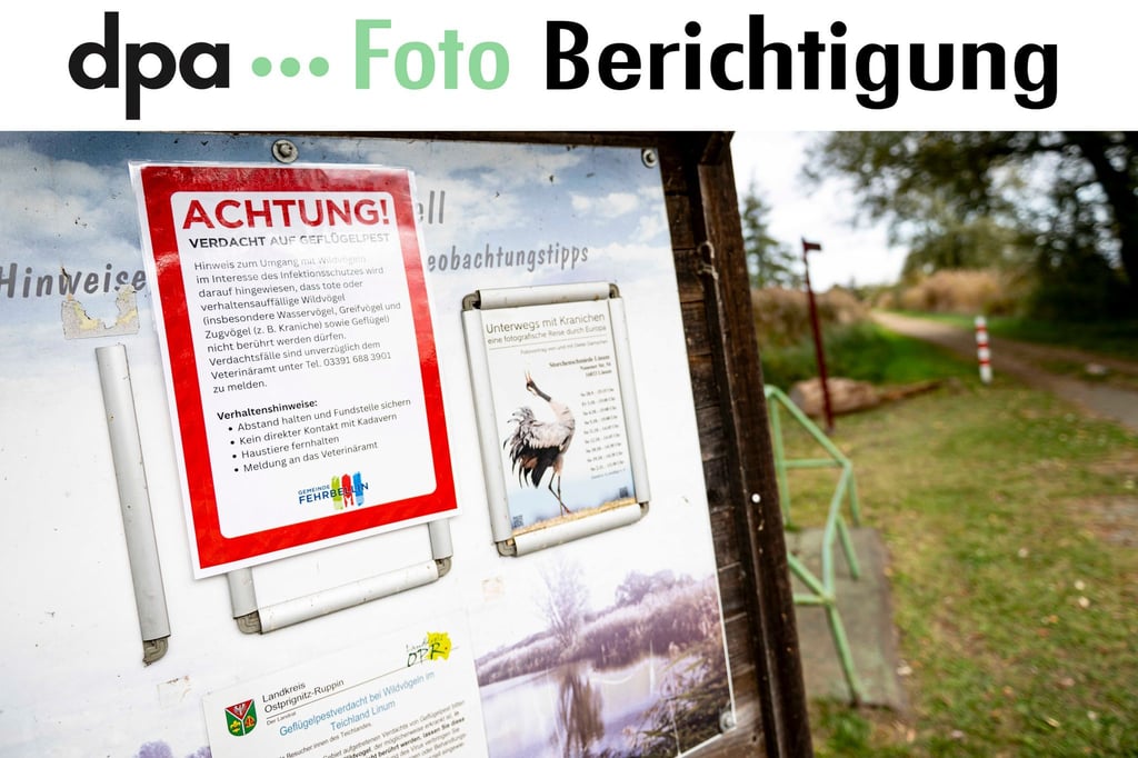 An der Vogelgrippe sind bereits viele Kraniche an den Linumer Teichen bei Fehrbellin (Kreis Ostprignitz-Ruppin) gestorben.