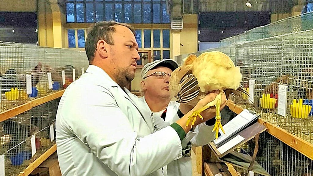 Die Preisrichter Marcel Dittrich aus Zörbig (vorn) und der Landesverbandsvorsitzende Dieter Kuhr aus Könnern begutachten ein Zuchtergebnis.