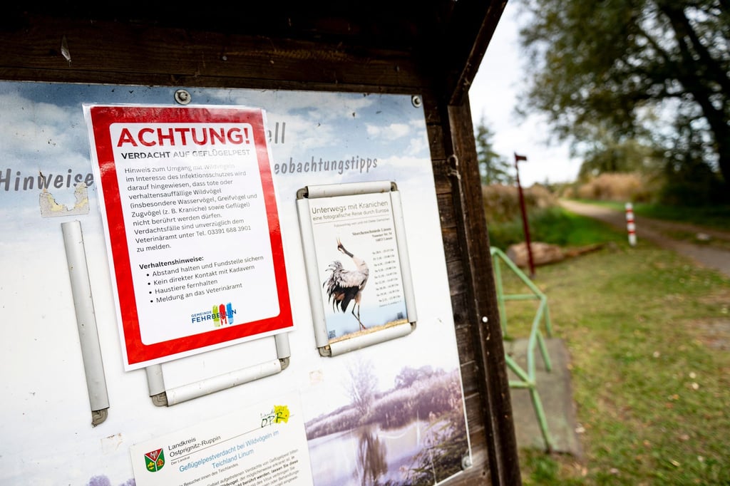 An der Vogelgrippe sind bereits viele Kraniche an den Linumer Teichen in Brandenburg gestorben.