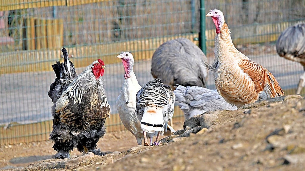 Kommt es aufgrund der Vogelpest im Salzlandkreis zu einer Stallpflicht, wären im Ascherslebener Zoo Hühner und Puten betroffen.