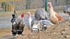 Kommt es aufgrund der Vogelpest im Salzlandkreis zu einer Stallpflicht, wären im Ascherslebener Zoo Hühner und Puten betroffen.