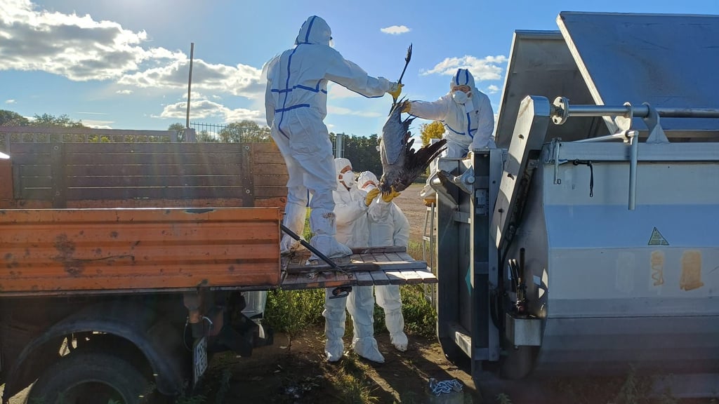 Nur mit Schutzausrüstung: Einsatzkräfte räumen am Stausee Kelbra Kranich-Kadaver in einen Container.