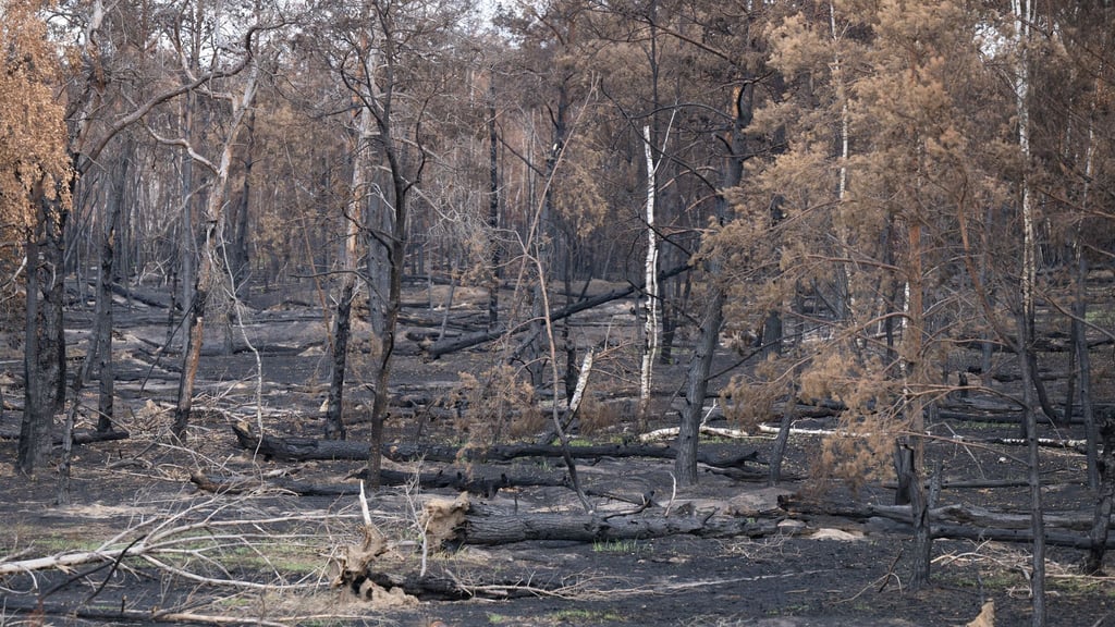 Wälder wie die Gohrischheide sind nach militärischer Nutzung durch Munition im Boden belastet. (Archivbild)