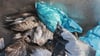 Verendete Kraniche liegen in einem Container. Am Stausee Kelbra gibt es einen Ausbruch der Vogelgrippe. 