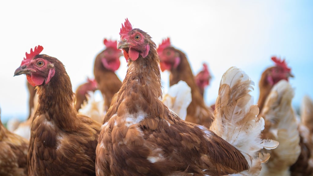 Wegen eines Unfalls auf der A36 bei Quedlinburg laufen derzeit Tausende Hühner auf der Autobahn herum.