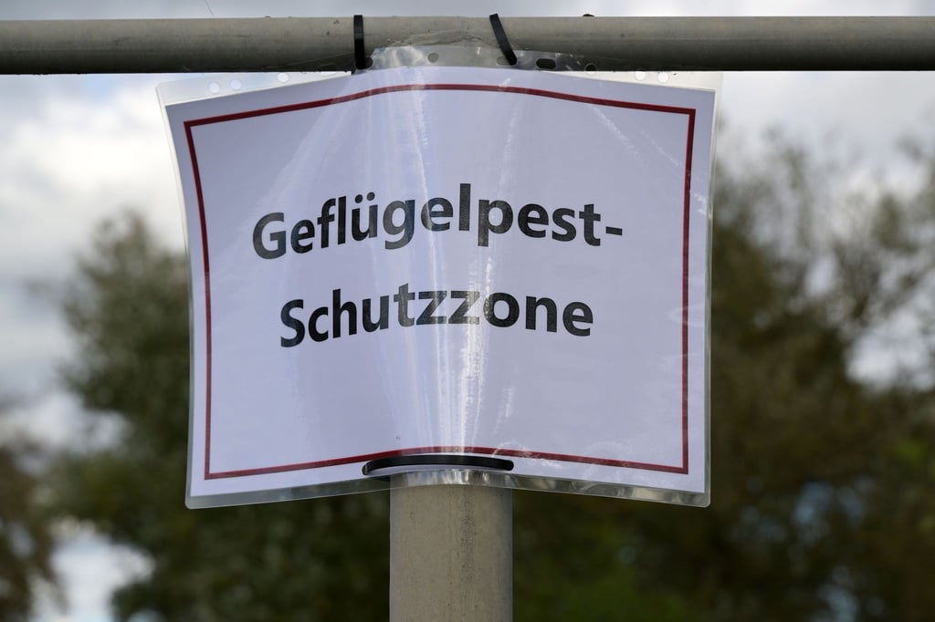 Geflügelhalter müssen nach dem Auftreten eines weiteren Falls von Geflügelpest weiter mit Einschränkungen leben. (Archivfoto)
