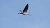 Er fliegt noch - um die 1.000 Kraniche sind an den Linumer Teichen wegen der Vogelgrippe aber bereits gestorben.