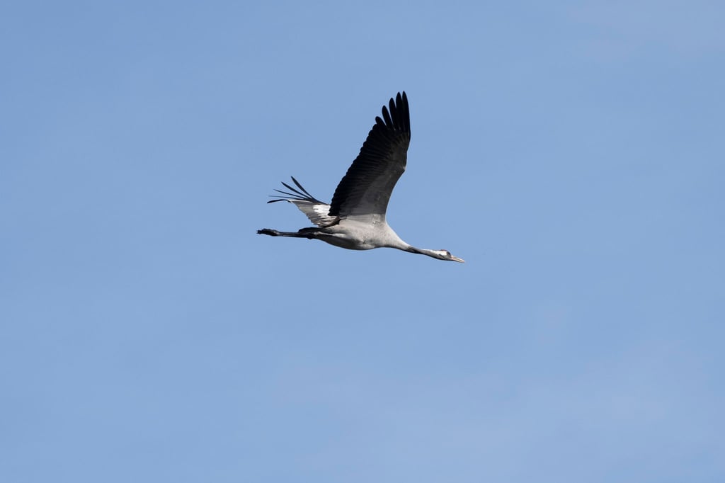Er fliegt noch - um die 1.000 Kraniche sind an den Linumer Teichen wegen der Vogelgrippe aber bereits gestorben.