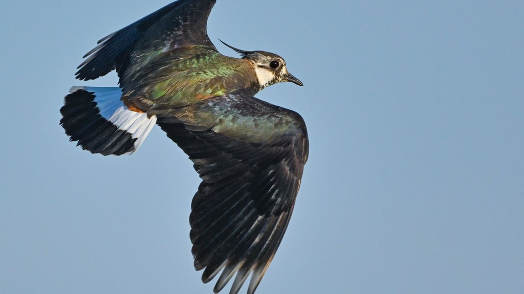 Der Kiebitz zählt zu den bedrohten Vogelarten. Auf einer Konferenz in Dresden soll am Donnerstag über Wege gegen das Artensterben beraten werden. (Symbolbild)