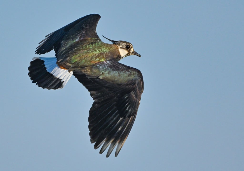 Der Kiebitz zählt zu den bedrohten Vogelarten. Auf einer Konferenz in Dresden soll am Donnerstag über Wege gegen das Artensterben beraten werden. (Symbolbild)