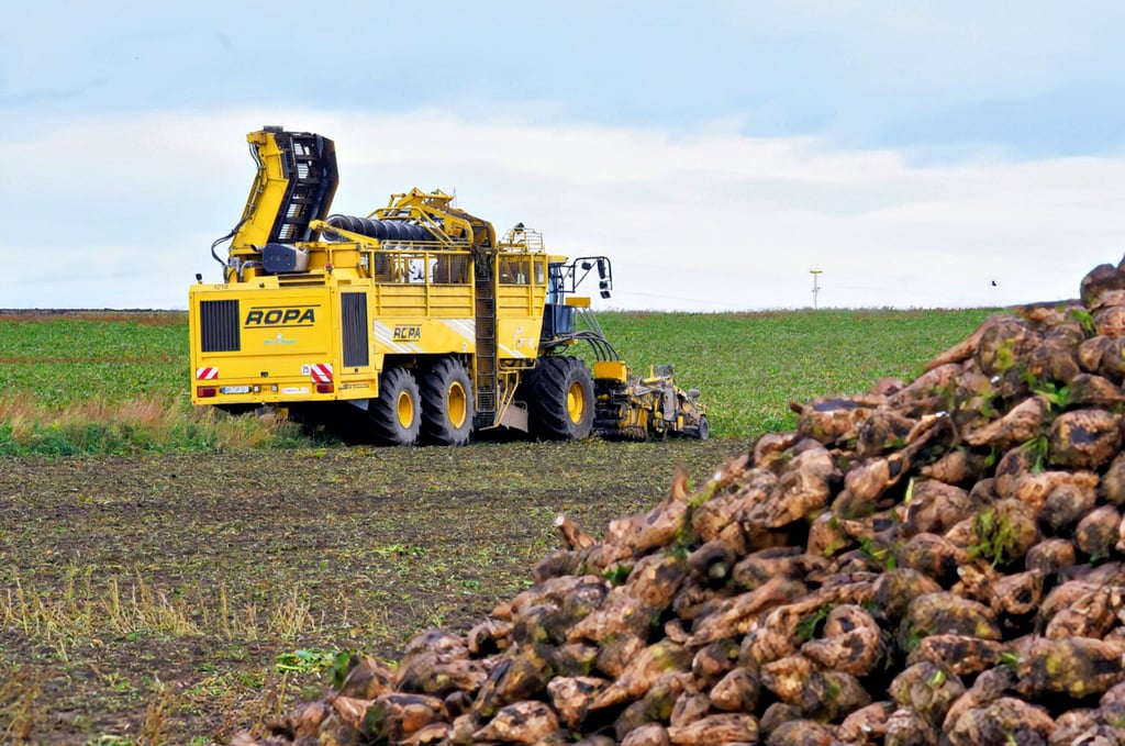 Die Mitarbeiter der APH Hinsdorf sind derzeit noch mit der Ernte von Zuckerrüben auf einem Feld bei Drosa beschäftigt.
