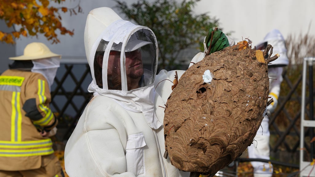 Berliner Wespen- und Hornissenberater Christian Görs begutachtet das frisch abgeschnittene Nest der asiatischen Hornisse in Colbitz.