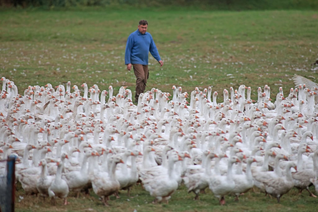 Gänse in Freilandhaltung sind von der Vogelgrippe gefährdet.