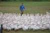 Gänse in Freilandhaltung sind von der Vogelgrippe gefährdet.