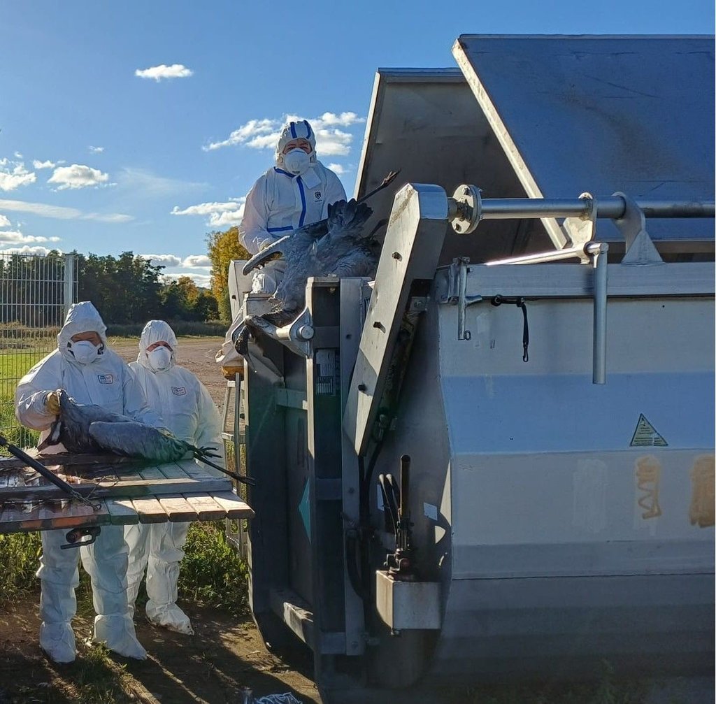 Einsatzkräfte am Stausee Kelbra entsorgen die toten Windvögel in einem speziellen Container.