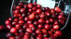 Kugelrund und leuchtend rot: Cranberrys haben aktuell Saison.