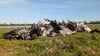 In einem wichtigen Rastgebiet für Zugvögel im Nordwesten Brandenburg sind massenhaft Kraniche an der Vogelgrippe gestorben.