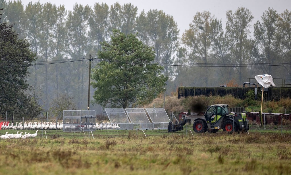 Um die 5.000 Gänse des Spargelhofs Kremmen müssen wegen der Vogelgrippe getötet werden. Sie kommen zunächst in Gitterboxen.