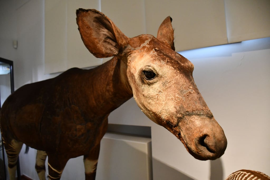 Das Okapi gehört zu den ältesten Großpräparaten im Naturkundemuseum Magdeburg. Nach Jahrzehnten ist es nun erstmals wieder zu sehen.