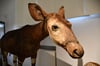 Das Okapi gehört zu den ältesten Großpräparaten im Naturkundemuseum Magdeburg. Nach Jahrzehnten ist es nun erstmals wieder zu sehen.