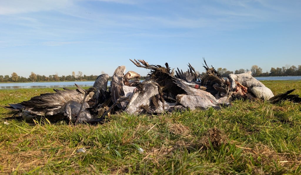 Tote Kraniche zu Hauf liegen im Linumer Teichland im Kreis Ostprignitz-Ruppin auf einer Wiese. Auch im Kreis Stendal wurden bereits rund hundert tote Kraniche gefunden, die mutmaßlich an der Vogelgrippe verendet sind.